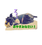 Mシュナ ジジのスタンプ（個別スタンプ：6）