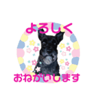Mシュナ ジジのスタンプ（個別スタンプ：8）