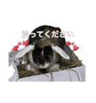 ウサギのスタンプ面白編（個別スタンプ：13）