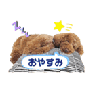 プードル☆チェロの日常スタンプ（個別スタンプ：1）