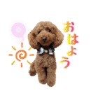 プードル☆チェロの日常スタンプ（個別スタンプ：2）