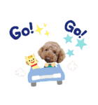 プードル☆チェロの日常スタンプ（個別スタンプ：6）