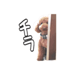 プードル☆チェロの日常スタンプ（個別スタンプ：13）