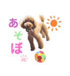 プードル☆チェロの日常スタンプ（個別スタンプ：14）