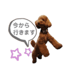プードル☆チェロの日常スタンプ（個別スタンプ：16）