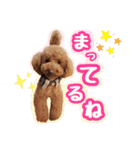 プードル☆チェロの日常スタンプ（個別スタンプ：17）