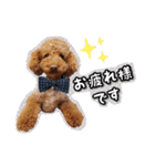 プードル☆チェロの日常スタンプ（個別スタンプ：18）