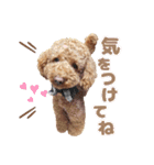 プードル☆チェロの日常スタンプ（個別スタンプ：19）