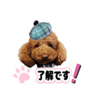 プードル☆チェロの日常スタンプ（個別スタンプ：21）