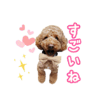 プードル☆チェロの日常スタンプ（個別スタンプ：23）