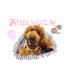 プードル☆チェロの日常スタンプ（個別スタンプ：24）