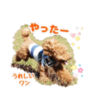 プードル☆チェロの日常スタンプ（個別スタンプ：26）