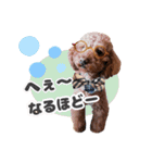 プードル☆チェロの日常スタンプ（個別スタンプ：29）