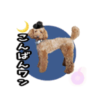 プードル☆チェロの日常スタンプ（個別スタンプ：30）