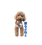 プードル☆チェロの日常スタンプ（個別スタンプ：32）