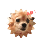斉藤チワワ オールスターズ(改)（個別スタンプ：2）
