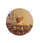 斉藤チワワ オールスターズ(改)（個別スタンプ：3）