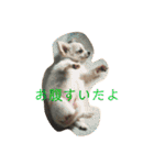 斉藤チワワ オールスターズ(改)（個別スタンプ：6）