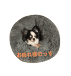 斉藤チワワ オールスターズ(改)（個別スタンプ：14）