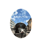 斉藤チワワ オールスターズ(改)（個別スタンプ：17）