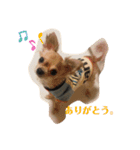 斉藤チワワ オールスターズ(改)（個別スタンプ：22）