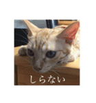 ダー子（個別スタンプ：3）