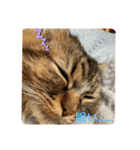 猫のラプタです！（個別スタンプ：1）