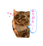 猫のラプタです！（個別スタンプ：2）
