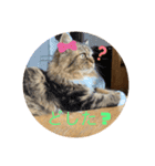 猫のラプタです！（個別スタンプ：3）