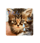 猫のラプタです！（個別スタンプ：4）