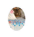 猫のラプタです！（個別スタンプ：5）