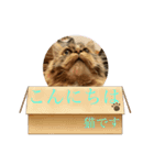 猫のラプタです！（個別スタンプ：6）