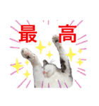 みんなのアイドル猫パズル（個別スタンプ：1）