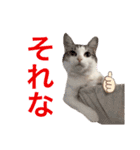 みんなのアイドル猫パズル（個別スタンプ：2）