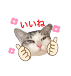 みんなのアイドル猫パズル（個別スタンプ：4）