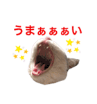 みんなのアイドル猫パズル（個別スタンプ：6）