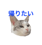 みんなのアイドル猫パズル（個別スタンプ：8）