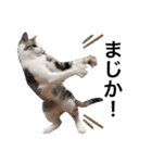 みんなのアイドル猫パズル（個別スタンプ：9）
