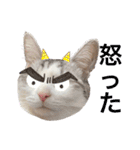 みんなのアイドル猫パズル（個別スタンプ：10）