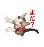 みんなのアイドル猫パズル（個別スタンプ：11）