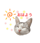 みんなのアイドル猫パズル（個別スタンプ：12）