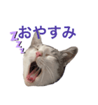 みんなのアイドル猫パズル（個別スタンプ：13）