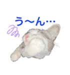 みんなのアイドル猫パズル（個別スタンプ：16）