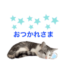 みんなのアイドル猫パズル（個別スタンプ：17）