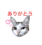 みんなのアイドル猫パズル（個別スタンプ：18）