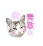 みんなのアイドル猫パズル（個別スタンプ：25）