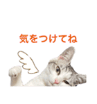 みんなのアイドル猫パズル（個別スタンプ：26）