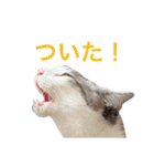 みんなのアイドル猫パズル（個別スタンプ：27）