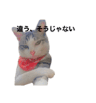 みんなのアイドル猫パズル（個別スタンプ：31）