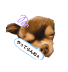 てぃらたろう②（個別スタンプ：11）